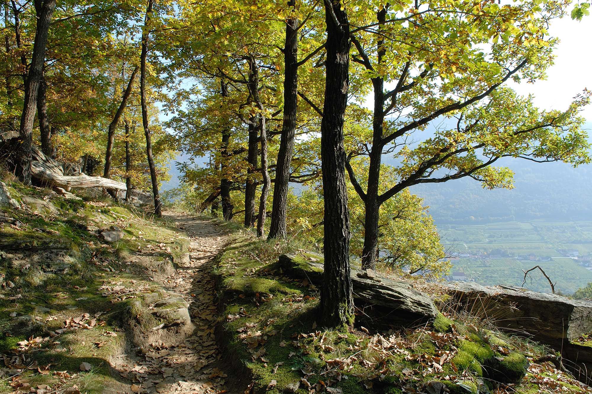 A forest path on a hill with trees and leaves in the fall.