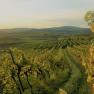 Vineyards, &copy; Weingut am Berg