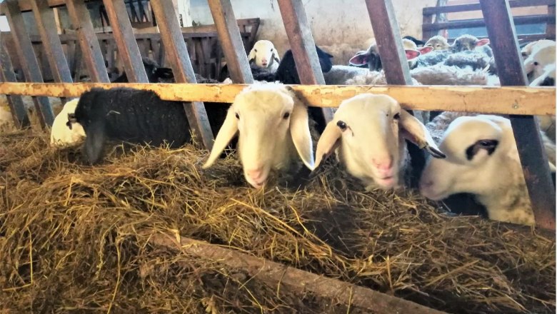 Sheep in a stable looking through a wooden railing.
