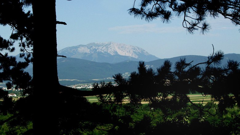 View of the Schneeberg through trees, with meadows in the foreground.