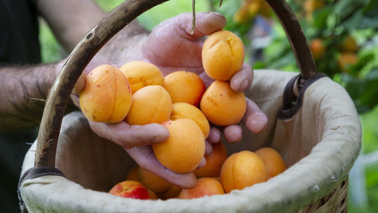 Apricot harvest in the Wachau, &copy; Donau N&Ouml;_Barbara Elser