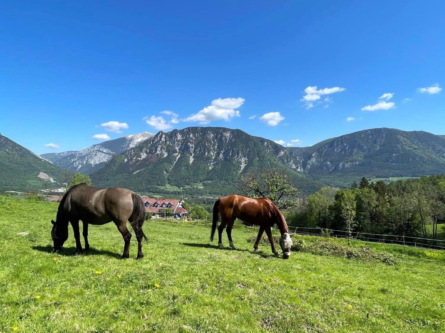 Two horses graze in a meadow against a mountain backdrop.
