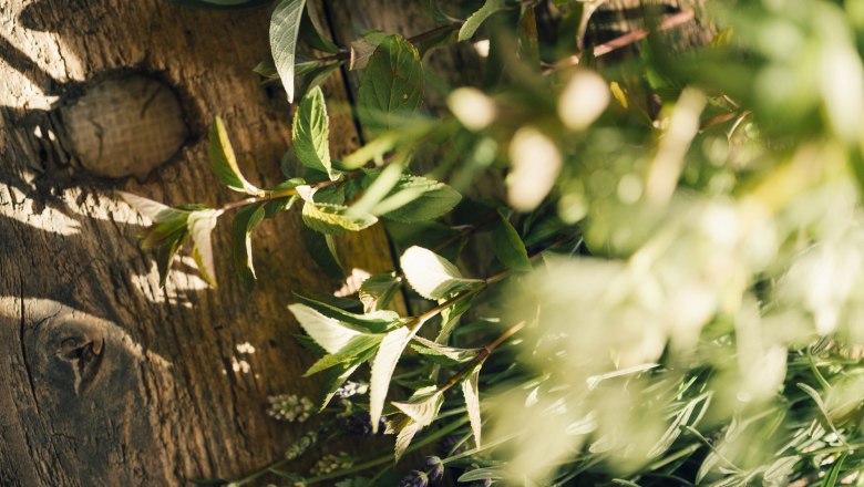 Fresh herbs on a wooden table in the sunlight.