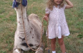 A llama sits in a meadow next to a little girl who is holding it on a leash.