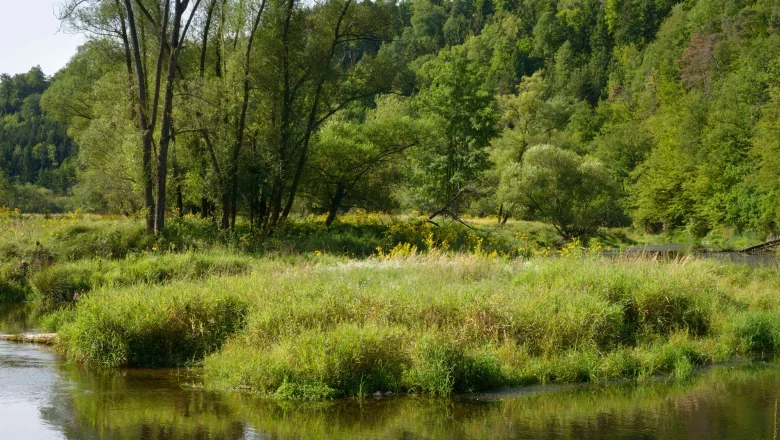 River landscape with trees and meadows in Altenburg Abbey Forest.