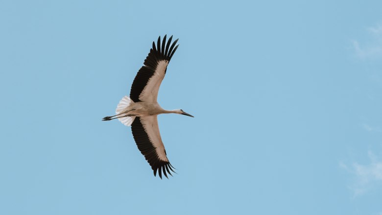 Marchegg Castle Storks, &copy; Weinviertel Tourismus / Nadine Christine
