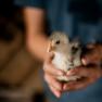 A person gently holds a small chick in their hands.