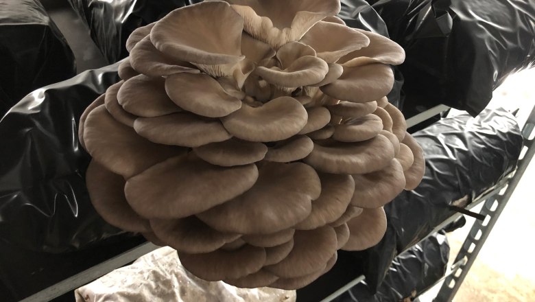 Edelpilzzucht Reiser, Rohrau, Mushrooms, &copy; Biopilzzucht Reiser