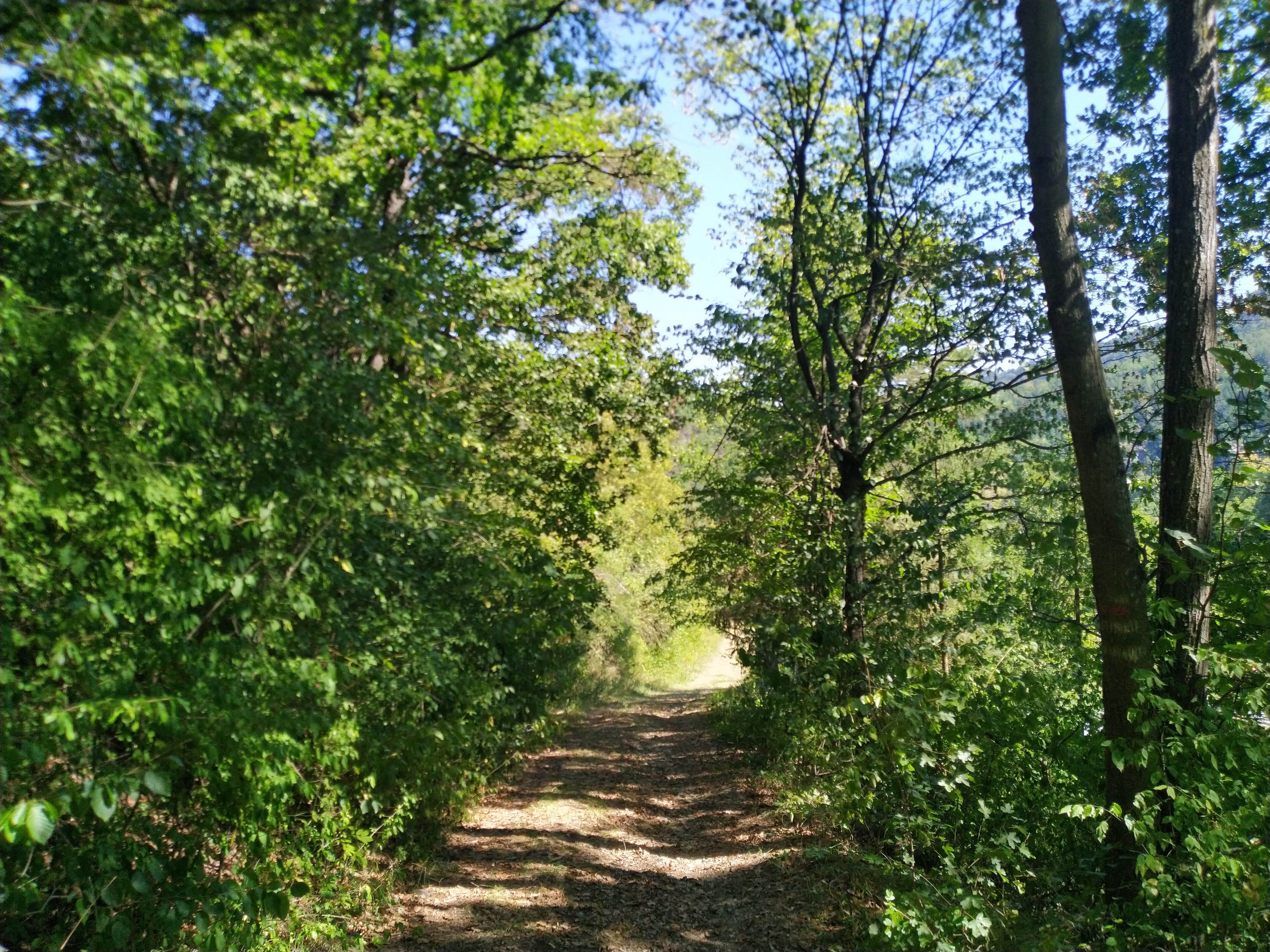 A narrow forest path leads through dense green trees in sunny weather.