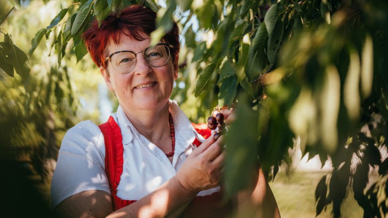 Woman in traditional costume picking cherries from a tree.