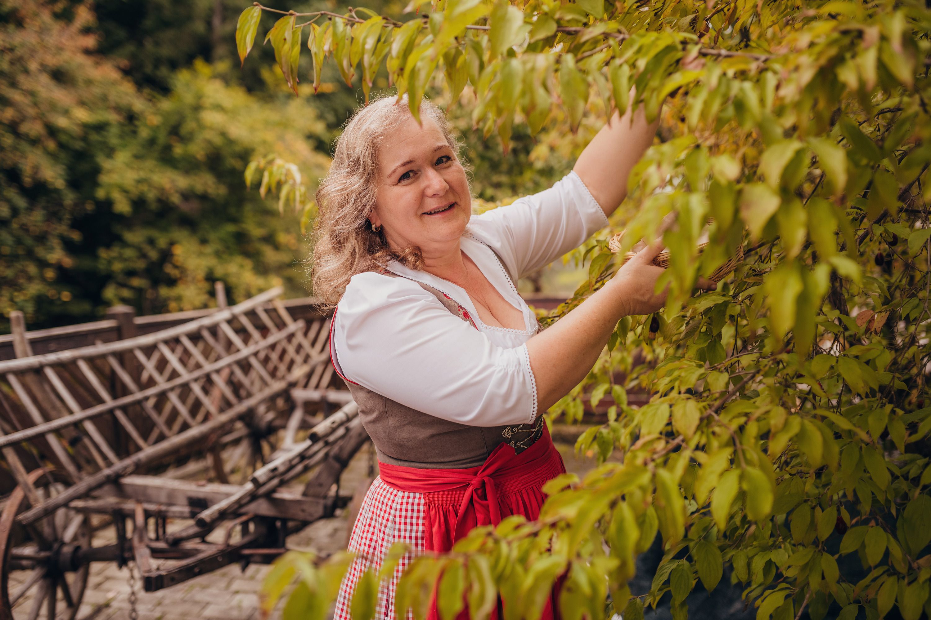 Woman in traditional dress picking leaves from a tree.