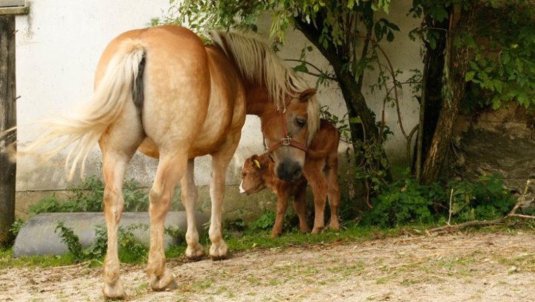 Organic farm Besenbäck, © Judith und Fritz Besenbäck