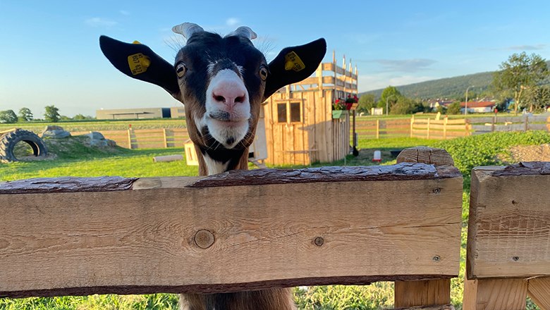 A goat looks over a wooden fence onto a green meadow. In the background is a small wooden building.