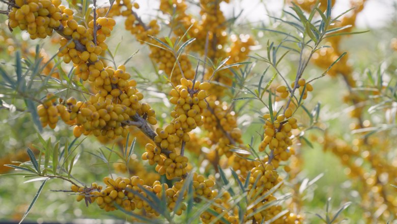 Sea buckthorn, &copy; Andel Film