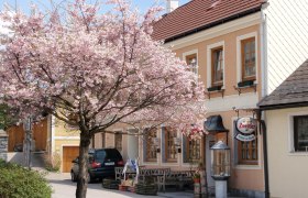 A blossoming tree in front of an inn with a Zwettler sign.