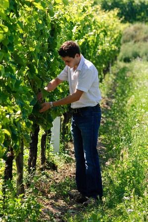A man tending vines in a sunny vineyard.