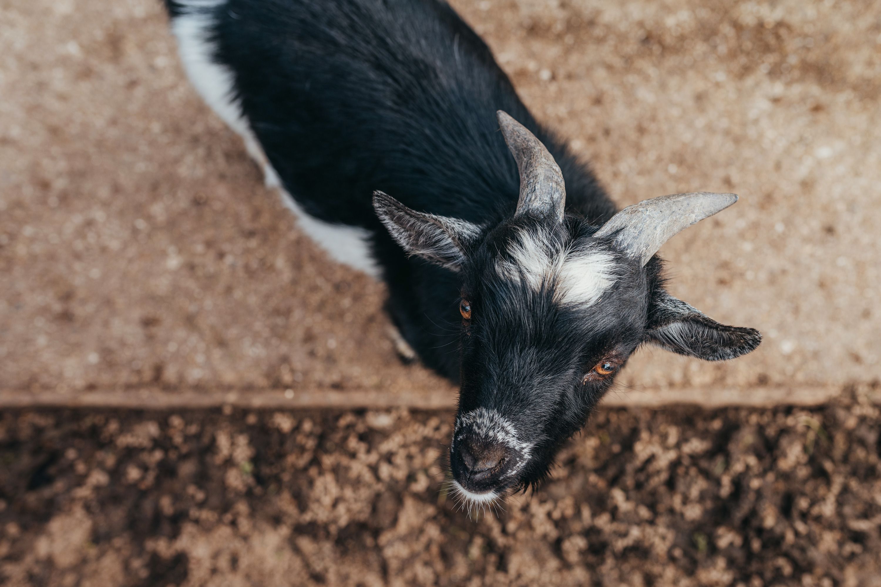 Close-up of a black and white goat on sandy ground.