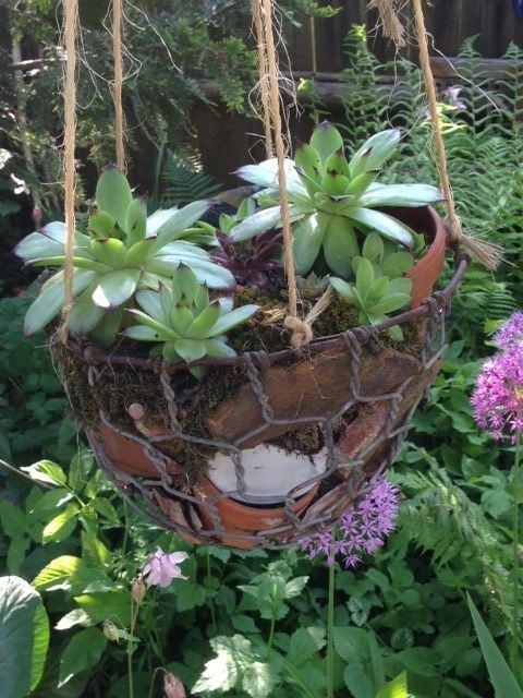 Hanging flower pot with succulents in a garden.