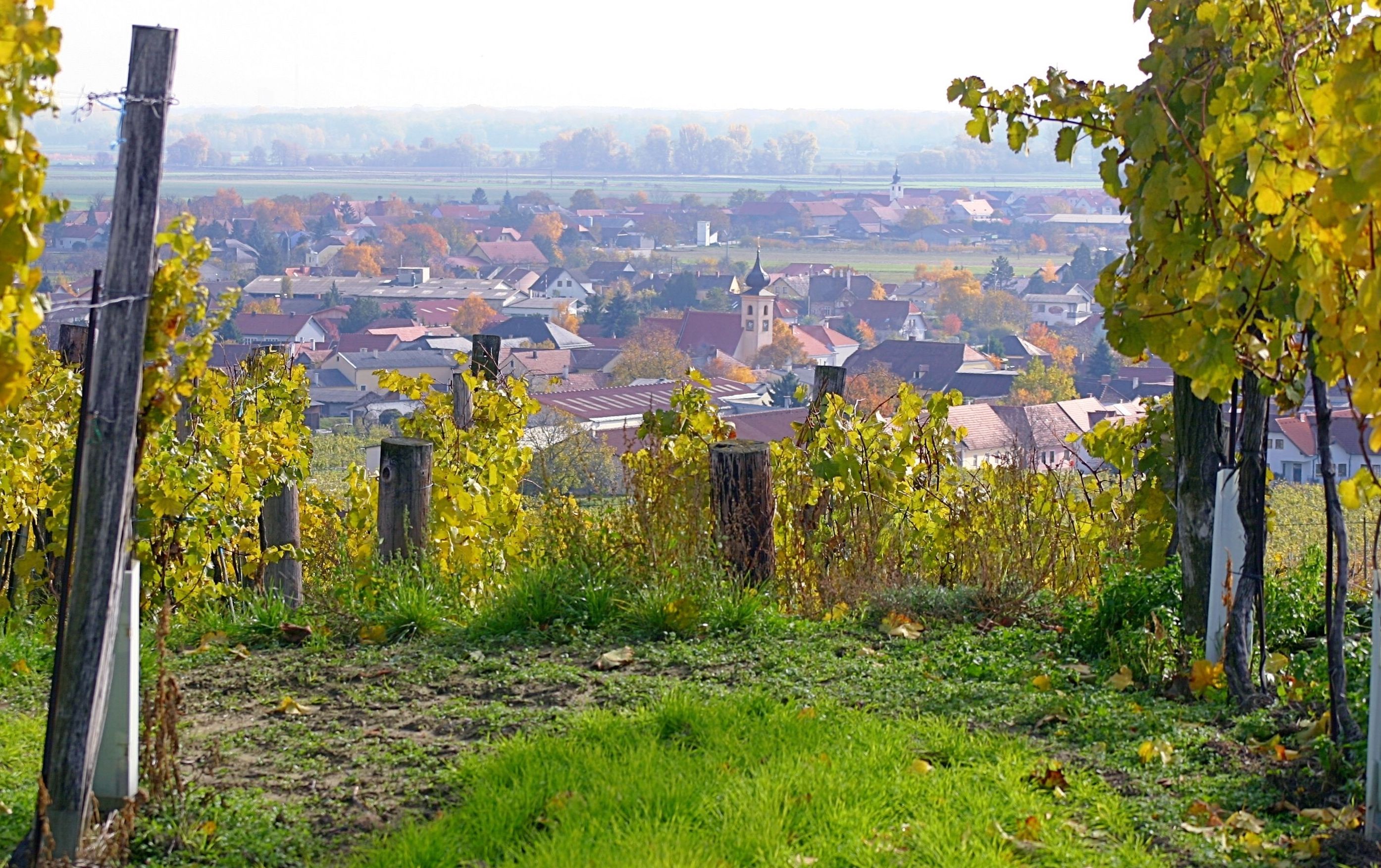 View of Gedersdorf with vines in the foreground.