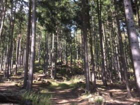 Nebelsteinweg (von Harmanschlag aus), &copy; Marktgemeinde St. Martin