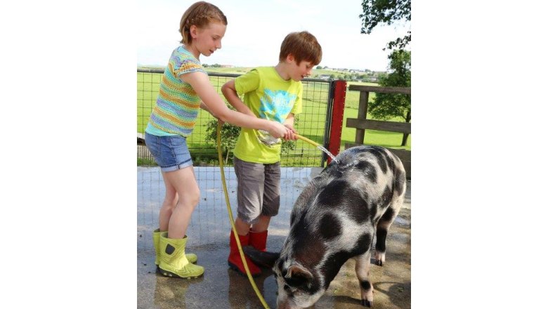 kerndlerhof_pig_black_royal, &copy; Schwarz-K&ouml;nig