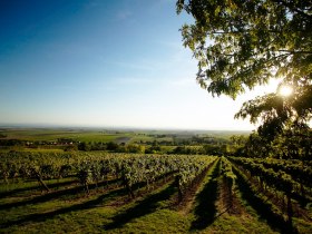 Blick von Wagramkante &copy; Weinstra&szlig;e Wagram/Herbert Lehmann, &copy; Weinstra&szlig;e Wagram/Herbert Lehmann