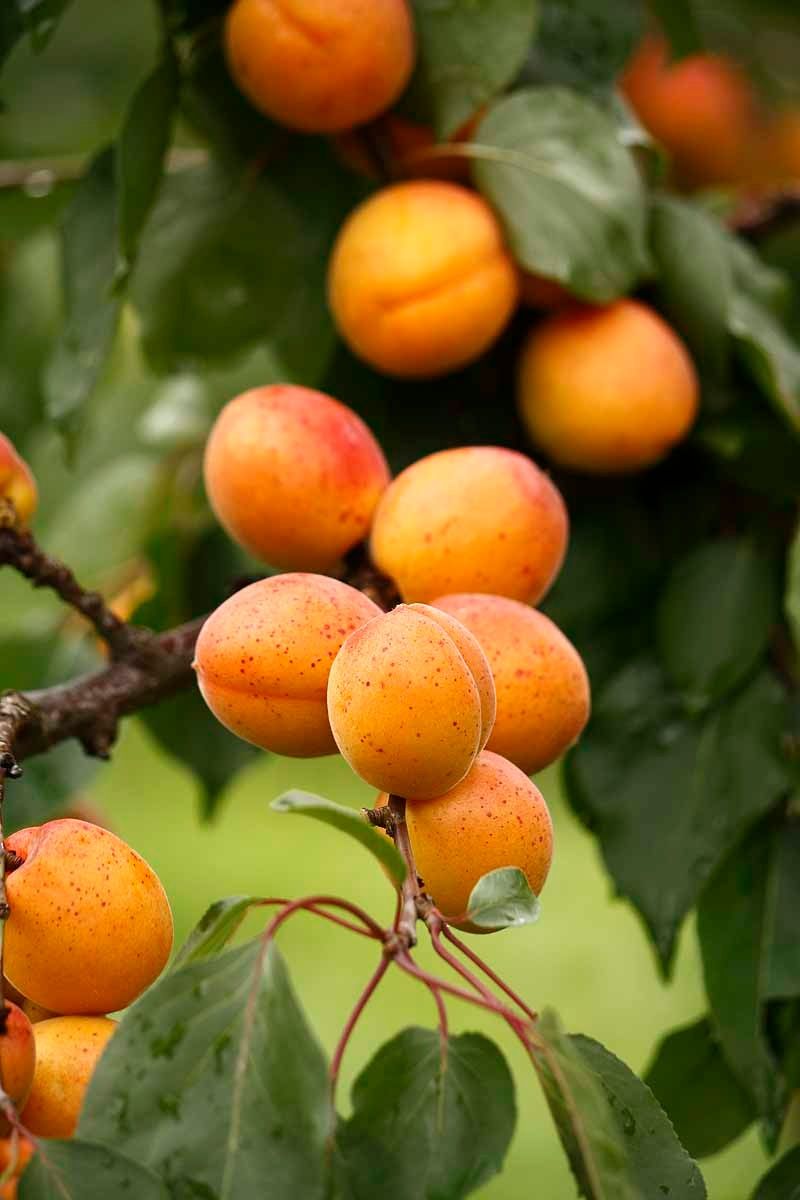 The largest apricot gardens in the Wachau are located in Aggsbach Markt