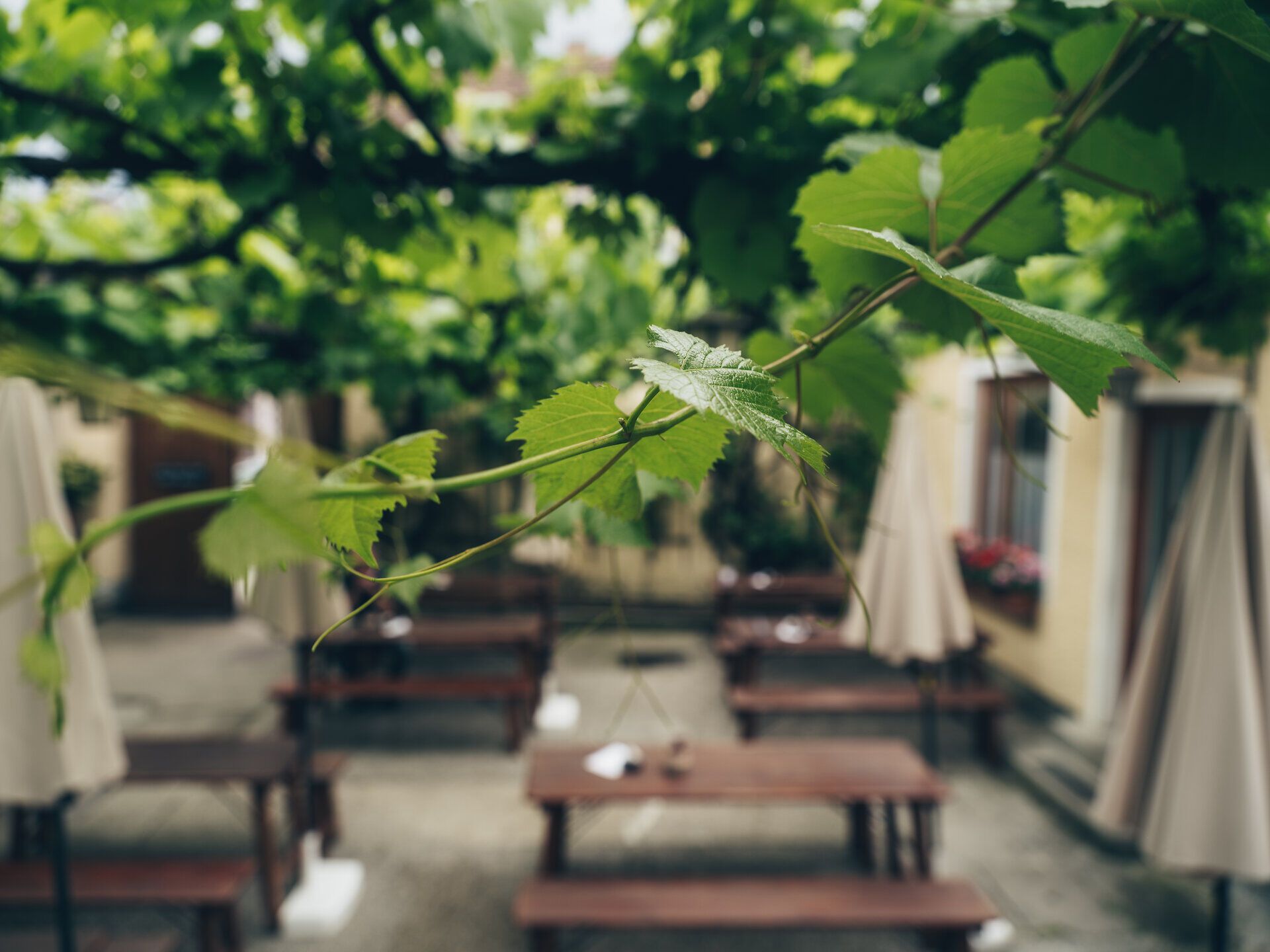 Under the shade of the vine arbor, rustic wooden tables invite visitors to linger. A gentle breeze carries the scent of fresh grapes and blooming plants, while the surroundings glow with a harmonious shade of green. Here, visitors can enjoy the tranquility and picturesque atmosphere of the Vienna Woods.