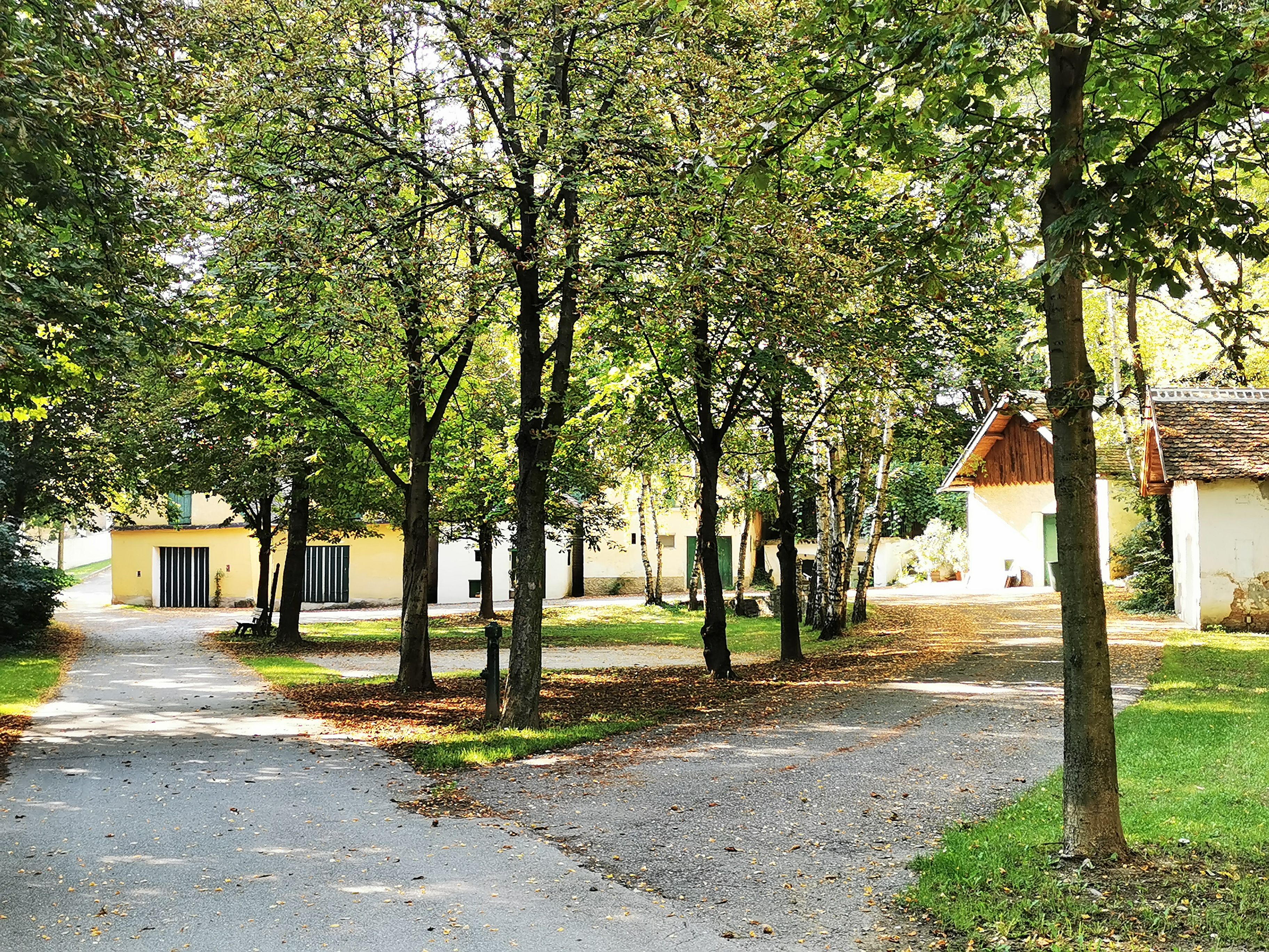 A quiet park with trees and small buildings in the background.