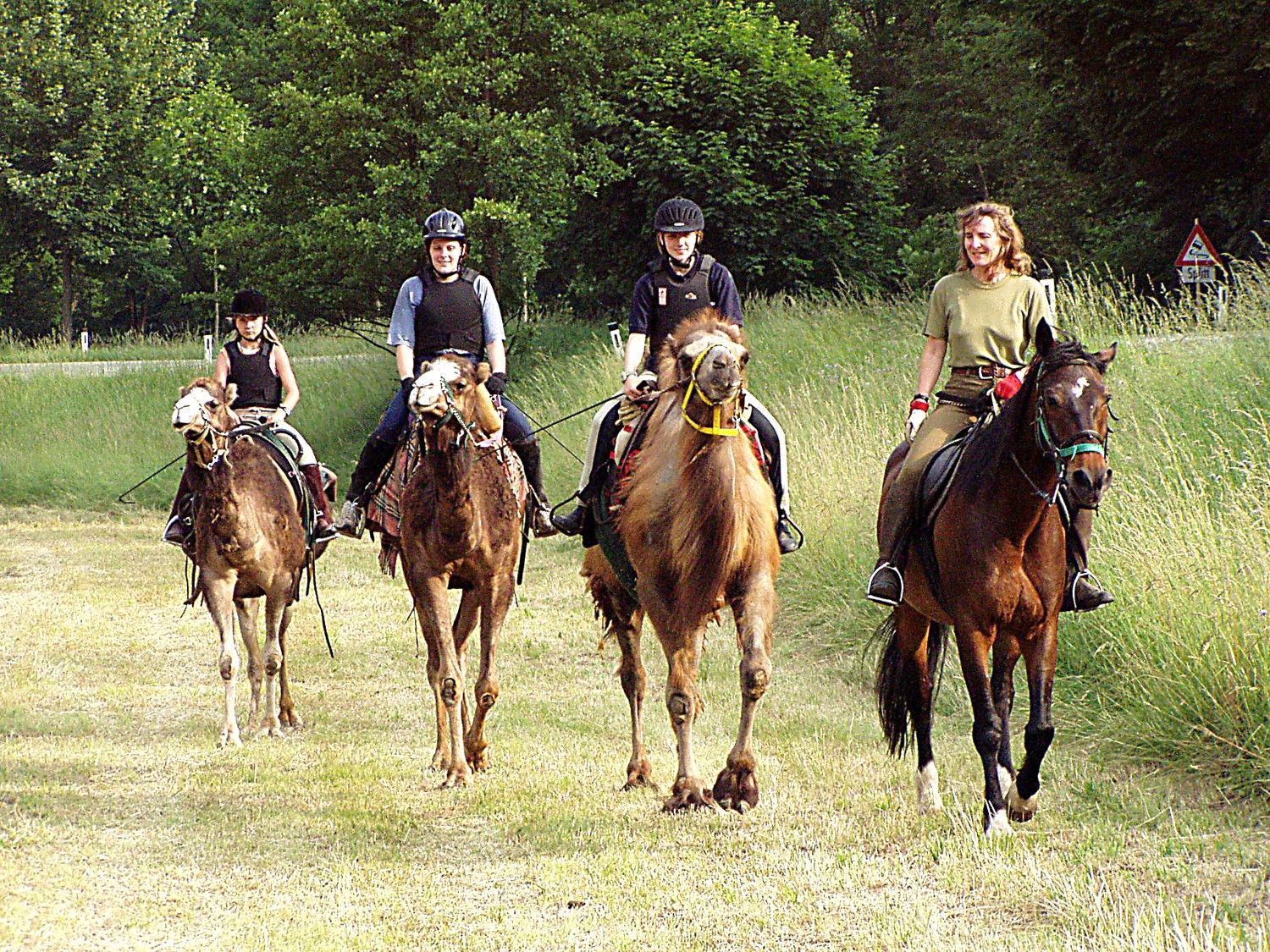 Group of riders on camels and horses in a meadow.