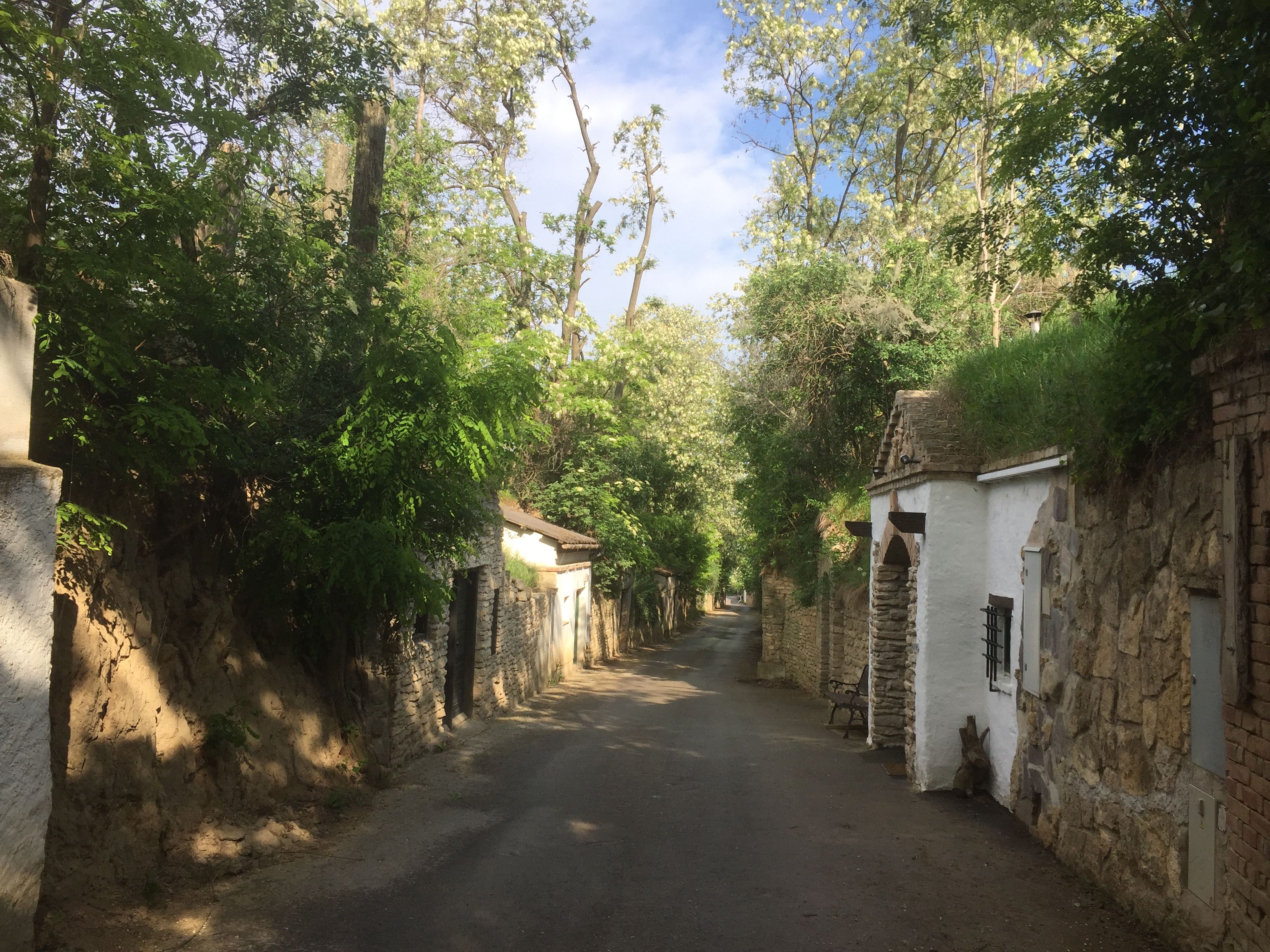 A narrow, tree-lined street with old, stone buildings on both sides.