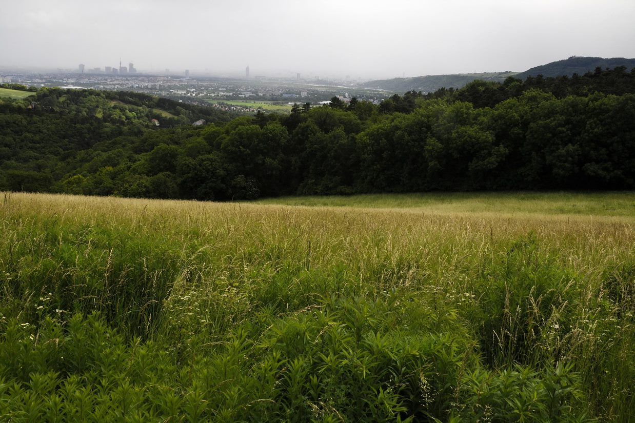 View of a green meadow with a forest in the background and a town in the distance.