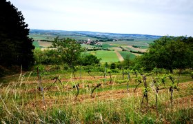 Vineyards and fields in the Weinviertel, Austria.