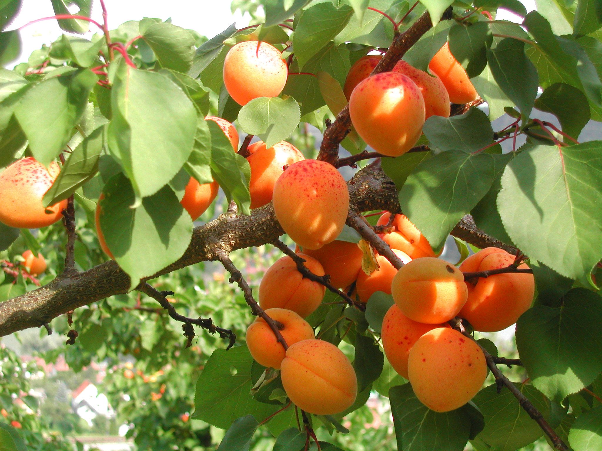 Ripe apricots on a tree with green leaves.