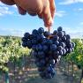 A hand holds a bunch of grapes in a vineyard under a blue sky.