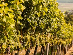 Weinherbst in Nieder&ouml;sterreich, Donau in Nieder&ouml;sterreich, Weinreben, Weintrauben, &copy; Nieder&ouml;sterreich Werbung/Discover Austria