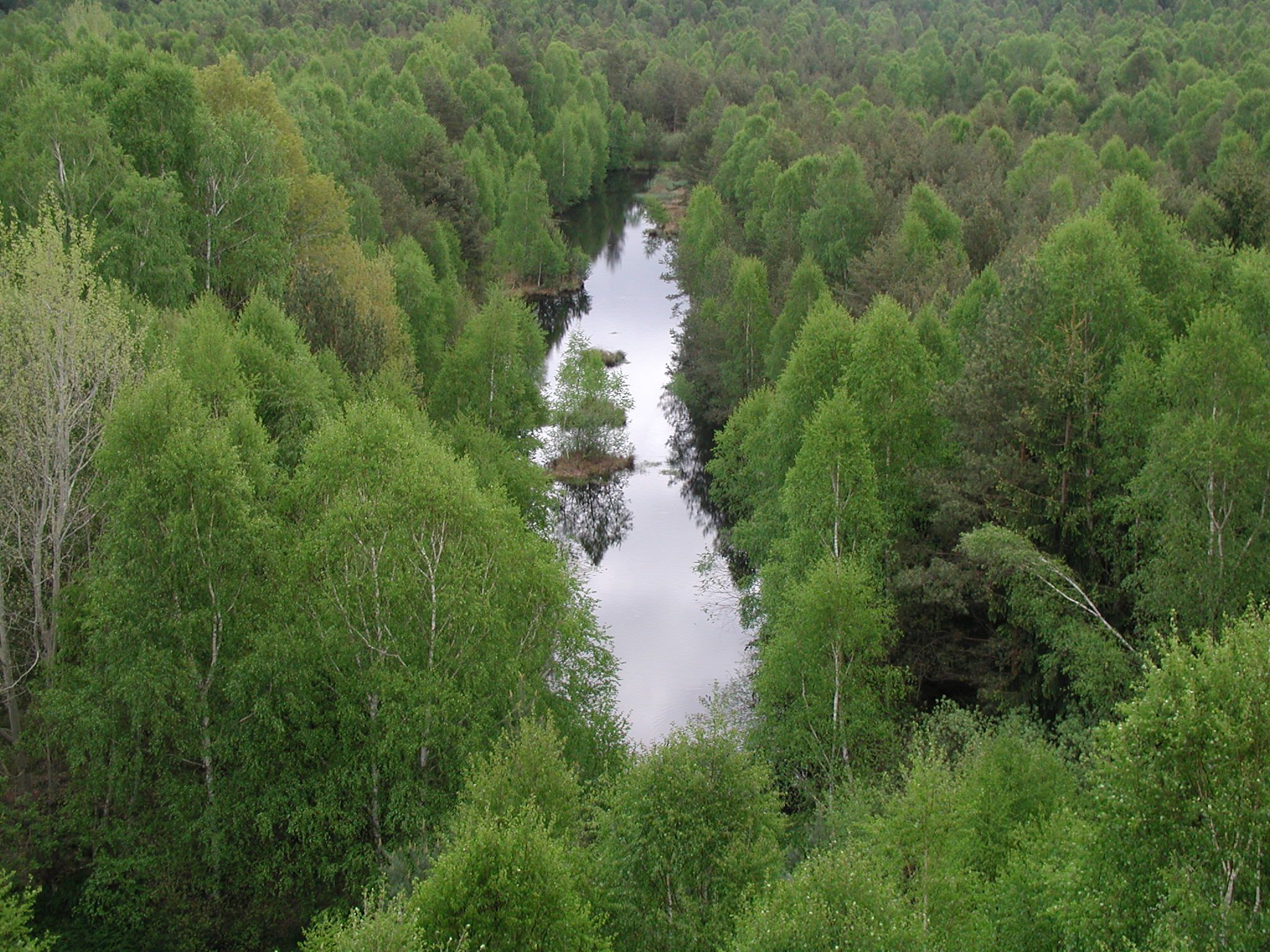 Aerial view of a green forest with a narrow river in the middle.