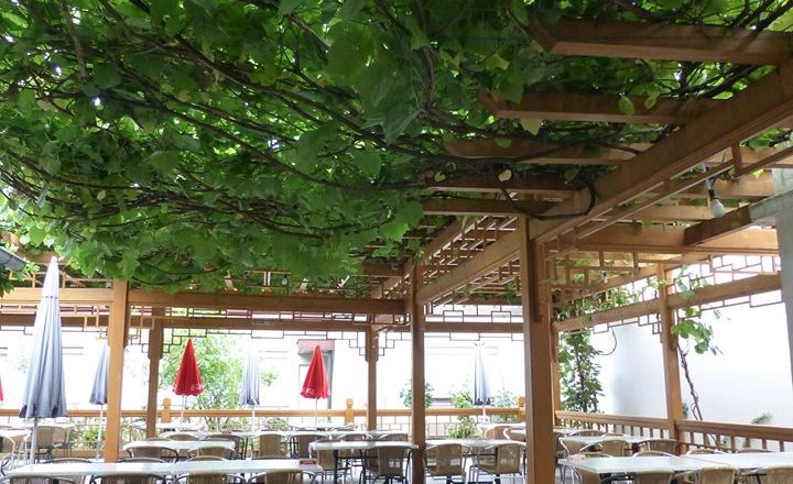 Covered terrace of a restaurant with wooden trellis and grapevines.