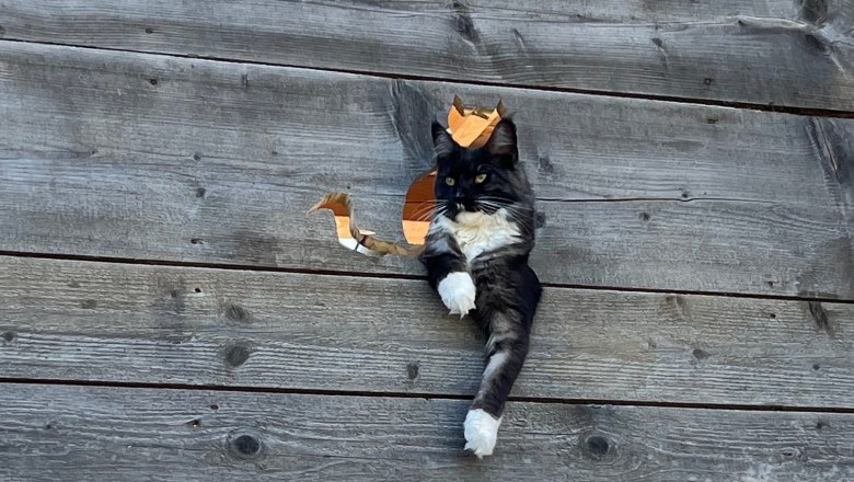 A cat looks through a hole in a wooden wall.