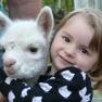 A little girl hugs a white alpaca.