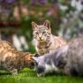 Three cats in a meadow, one looking into the camera.