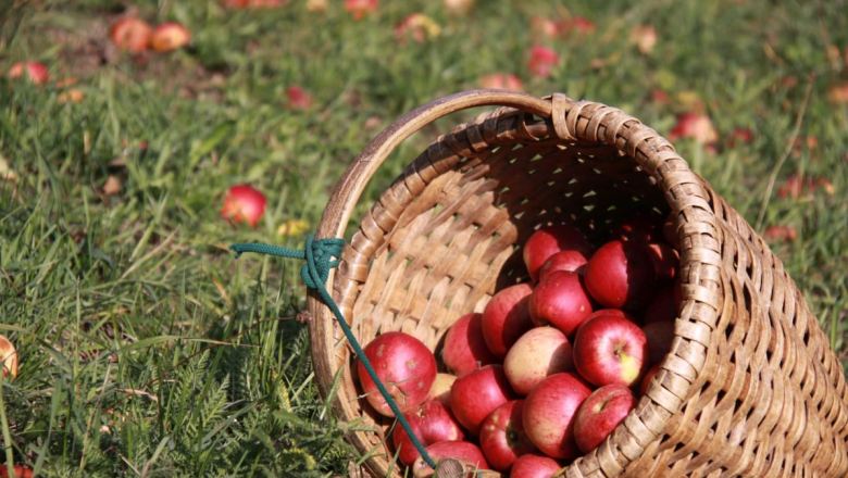 Farm sales Ertl family, © Familie Ertl