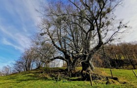 The two lime trees near Eschenau, © Susanne Heil