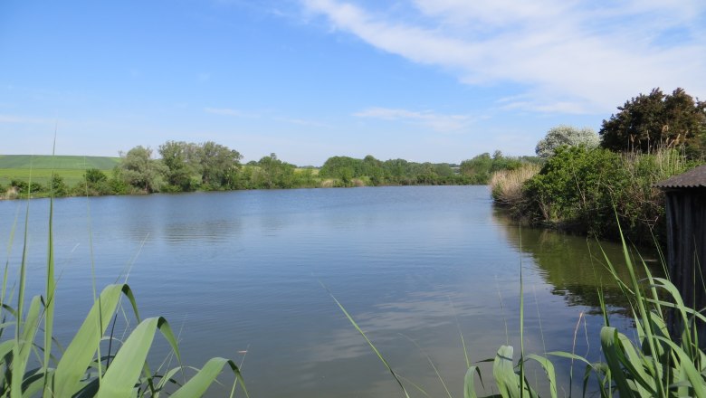 A calm lake with reeds in the foreground and trees in the background under a blue sky.