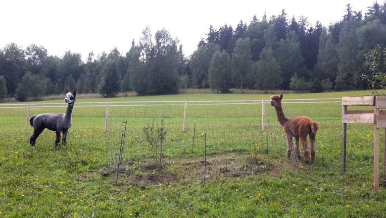 Alpacas on the pasture, &copy; Stoagrawihof, Fotograf Gisela Paulnsteiner