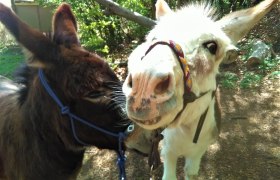 Aron and Karel, © (Copyright Christine Plocek)