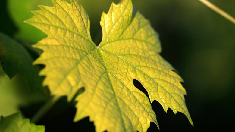 Close-up of a green vine leaf in the sunlight.
