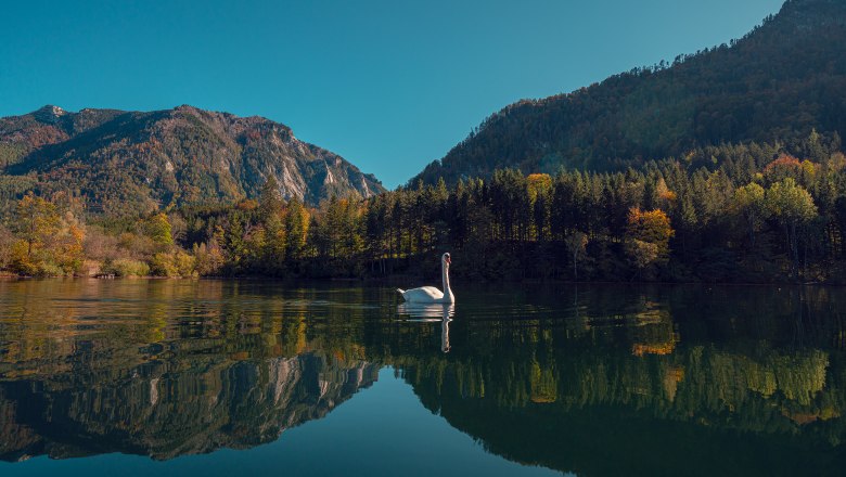 A swan swims on a calm lake, surrounded by wooded mountains under a clear sky.