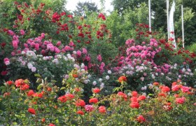 A garden with various roses in shades of red and pink, surrounded by green foliage.
