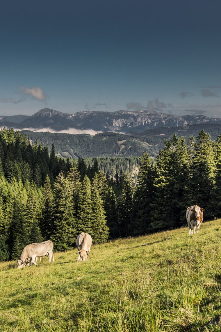 Cows graze on the lush alpine meadows., © Niederösterreich Werbung/Robert Herbst